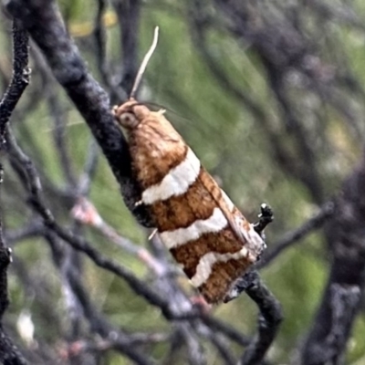 Subfurcatana subfurcatana (A Tortricid moth) at Kosciuszko National Park - 9 Jan 2023 by Pirom