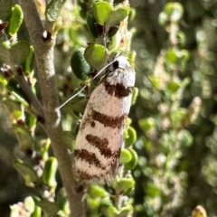 Philobota impletella Group (A concealer moth) at Kosciuszko National Park - 9 Jan 2023 by Pirom