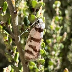 Philobota impletella Group (A concealer moth) at Jagungal Wilderness, NSW - 10 Jan 2023 by Pirom