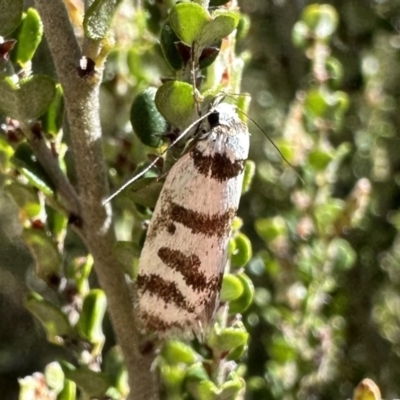 Philobota impletella Group (A concealer moth) at Kosciuszko National Park - 9 Jan 2023 by Pirom