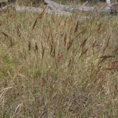 Sorghum leiocladum (Wild Sorghum) at Hawker, ACT - 11 Jan 2023 by pinnaCLE