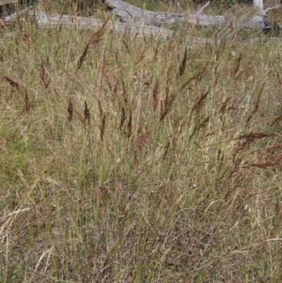 Sorghum leiocladum (Wild Sorghum) at The Pinnacle - 11 Jan 2023 by pinnaCLE