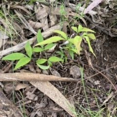 Nandina domestica (Sacred Bamboo) at QPRC LGA - 11 Nov 2022 by natureguy