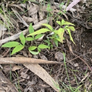 Nandina domestica at Wamboin, NSW - 11 Nov 2022 12:24 PM