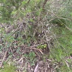 Nandina domestica at Wamboin, NSW - 11 Nov 2022 12:24 PM