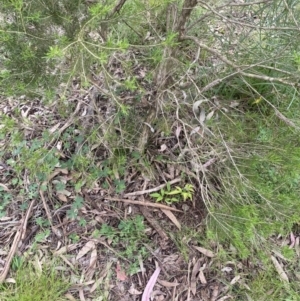 Nandina domestica at Wamboin, NSW - 11 Nov 2022