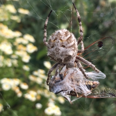 Backobourkia brounii (Broun's orb weaver) at Borough, NSW - 14 Jan 2023 by mcleana