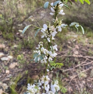 Indigofera australis subsp. australis at Wamboin, NSW - 26 Oct 2022 07:25 AM