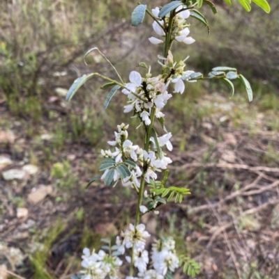 Indigofera australis subsp. australis (Australian Indigo) at Wamboin, NSW - 26 Oct 2022 by natureguy