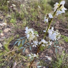 Indigofera australis subsp. australis at Wamboin, NSW - 26 Oct 2022 07:25 AM