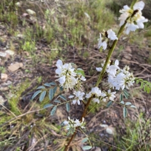 Indigofera australis subsp. australis at Wamboin, NSW - 26 Oct 2022