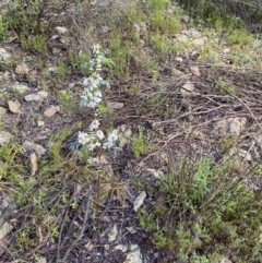 Indigofera australis subsp. australis at Wamboin, NSW - 26 Oct 2022 07:25 AM