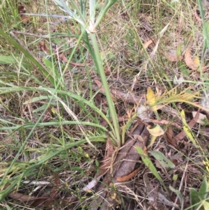 Eryngium ovinum at Lower Boro, NSW - 14 Jan 2023