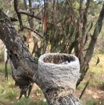 Rhipidura leucophrys (Willie Wagtail) at Lower Boro, NSW - 14 Jan 2023 by mcleana