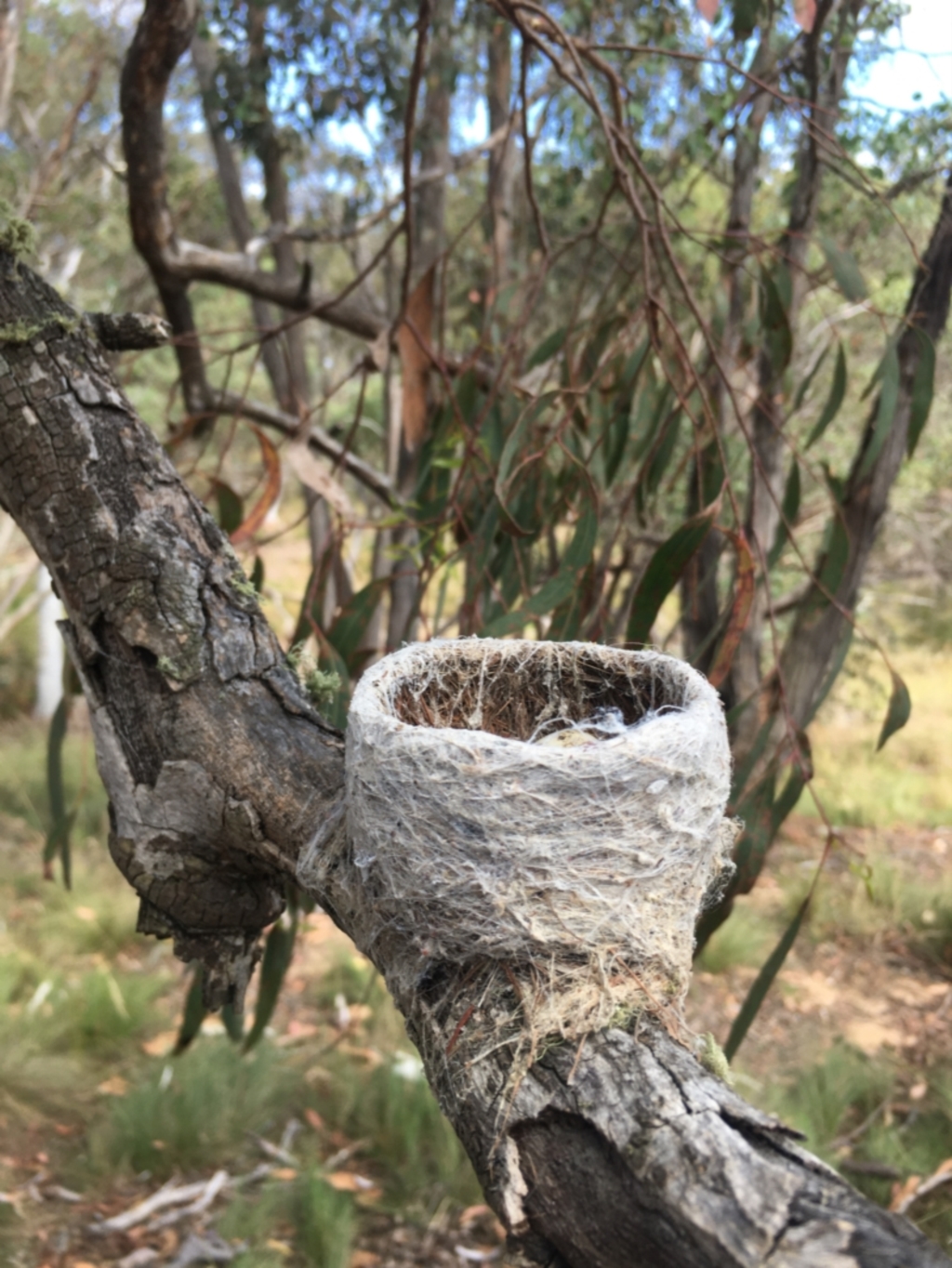Rhipidura leucophrys at Lower Boro, NSW - 14 Jan 2023
