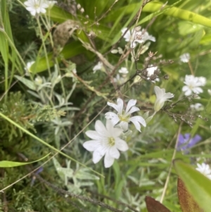 Cerastium tomentosum at Wamboin, NSW - 28 Oct 2022 04:24 PM