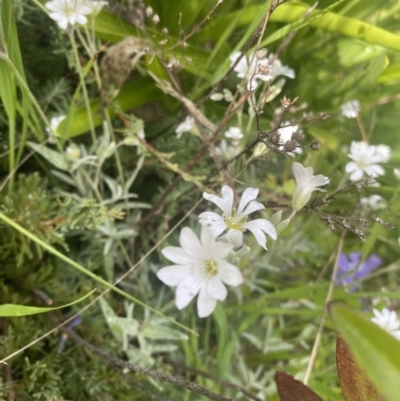 Cerastium tomentosum (Snow-in-summer) at Wamboin, NSW - 28 Oct 2022 by natureguy