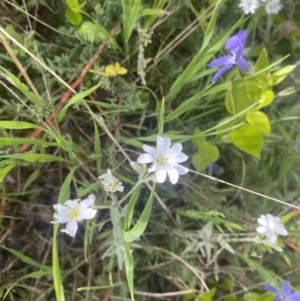 Cerastium tomentosum at Wamboin, NSW - 28 Oct 2022 04:24 PM