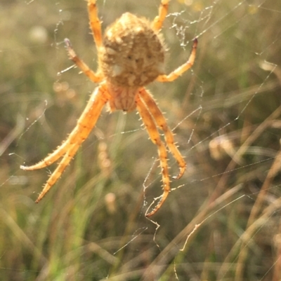 Backobourkia (genus) (An orb weaver) at Lower Boro, NSW - 14 Jan 2023 by mcleana