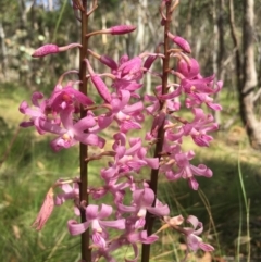 Dipodium roseum (Rosy Hyacinth Orchid) at Lower Boro, NSW - 14 Jan 2023 by mcleana