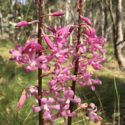Dipodium roseum (Rosy Hyacinth Orchid) at Lower Boro, NSW - 14 Jan 2023 by mcleana