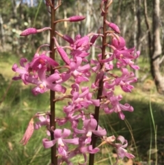 Dipodium roseum (Rosy Hyacinth Orchid) at Lower Boro, NSW - 13 Jan 2023 by mcleana