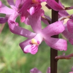 Dipodium roseum at Lower Boro, NSW - 14 Jan 2023