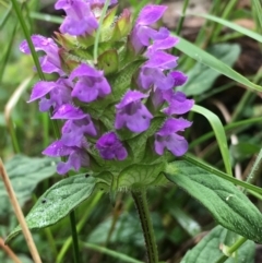 Prunella vulgaris (Self-heal, Heal All) at Lower Boro, NSW - 31 Dec 2022 by mcleana