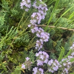 Thymus vulgaris (Garden Thyme) at Wamboin, NSW - 28 Oct 2022 by natureguy