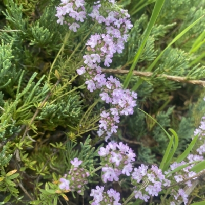 Thymus vulgaris (Garden Thyme) at Wamboin, NSW - 28 Oct 2022 by natureguy