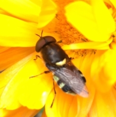 Odontomyia hunteri (Soldier fly) at Lower Boro, NSW - 30 Dec 2022 by mcleana