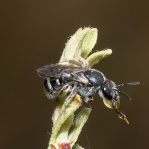 Lasioglossum (Chilalictus) lanarium at Molonglo Valley, ACT - 16 Jan 2023 11:36 AM