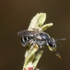 Lasioglossum (Chilalictus) lanarium (Halictid bee) at Aranda Bushland - 16 Jan 2023 by Roger