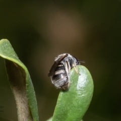 Lasioglossum (Chilalictus) lanarium at Molonglo Valley, ACT - 16 Jan 2023 11:36 AM