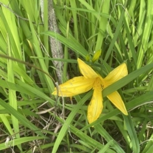 Hemerocallis sp. at Wamboin, NSW - 28 Oct 2022