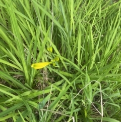 Hemerocallis sp. at Wamboin, NSW - 28 Oct 2022