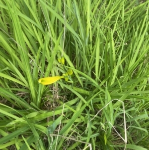 Hemerocallis sp. at Wamboin, NSW - 28 Oct 2022 04:25 PM