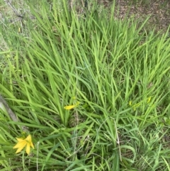 Hemerocallis sp. at Wamboin, NSW - 28 Oct 2022