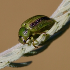 Calomela vittata (Acacia leaf beetle) at Mulligans Flat - 10 Jan 2023 by KorinneM