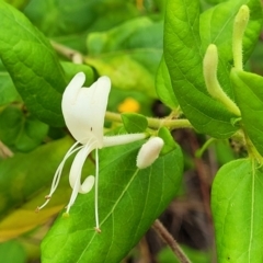 Lonicera japonica (Japanese Honeysuckle) at Bruce, ACT - 16 Jan 2023 by trevorpreston