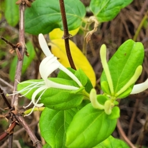 Lonicera japonica at Bruce, ACT - 16 Jan 2023
