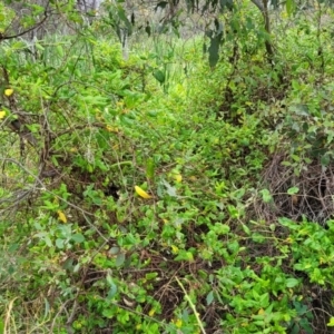 Lonicera japonica at Bruce, ACT - 16 Jan 2023