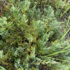 Juniperus sp. (Juniper) at Wamboin, NSW - 28 Oct 2022 by natureguy
