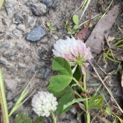 Trifolium pratense (Red Clover) at Wamboin, NSW - 5 Nov 2022 by natureguy