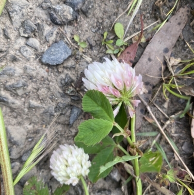 Trifolium pratense (Red Clover) at Wamboin, NSW - 5 Nov 2022 by natureguy