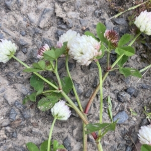 Trifolium pratense at Wamboin, NSW - 5 Nov 2022 05:27 PM