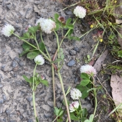 Trifolium pratense at Wamboin, NSW - 5 Nov 2022 05:27 PM