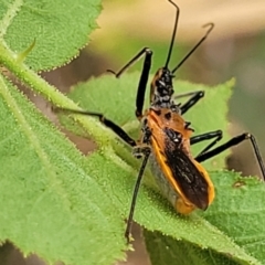 Gminatus australis (Orange assassin bug) at Flea Bog Flat, Bruce - 16 Jan 2023 by trevorpreston