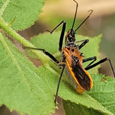 Gminatus australis (Orange assassin bug) at Bruce, ACT - 16 Jan 2023 by trevorpreston
