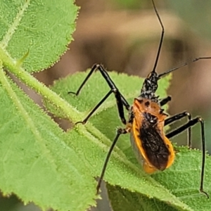 Gminatus australis at Bruce, ACT - 16 Jan 2023 03:07 PM